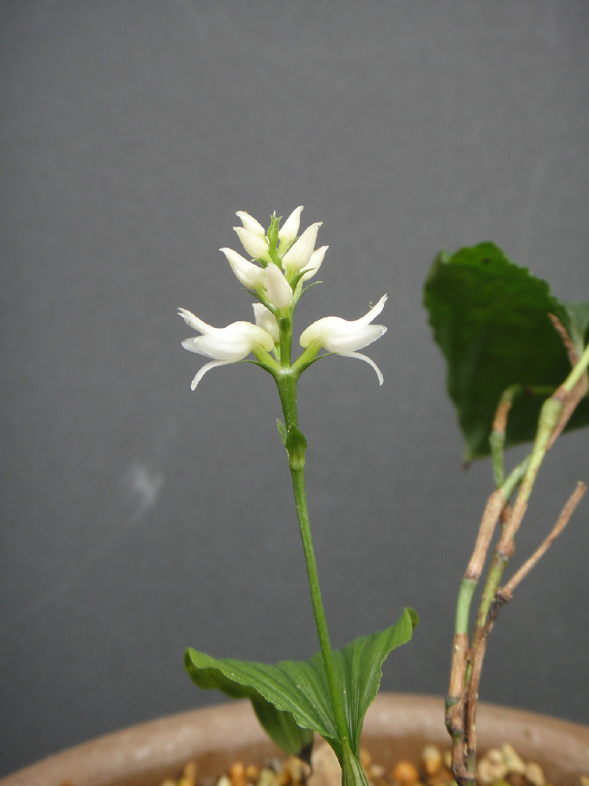  p>阔叶竹茎兰(学名: i>tropidia angulosa /i>   (lindl. ) bl.