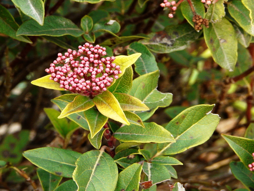  p>蒙古荚蒾(学名: i>viburnum mongolicum /i> (pall.) rehd.