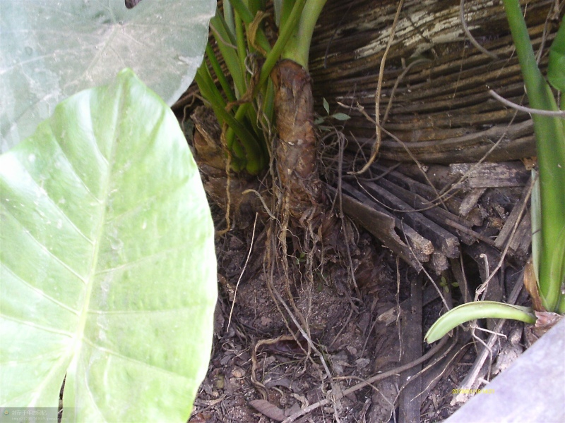 koch),是天南星科海芋属的大型常绿草本植物;具匍匐根茎,有直立