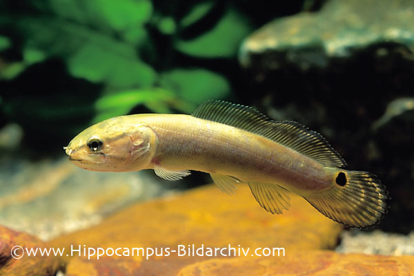  p>弓鳍鱼 amia calva 亦作grindle.