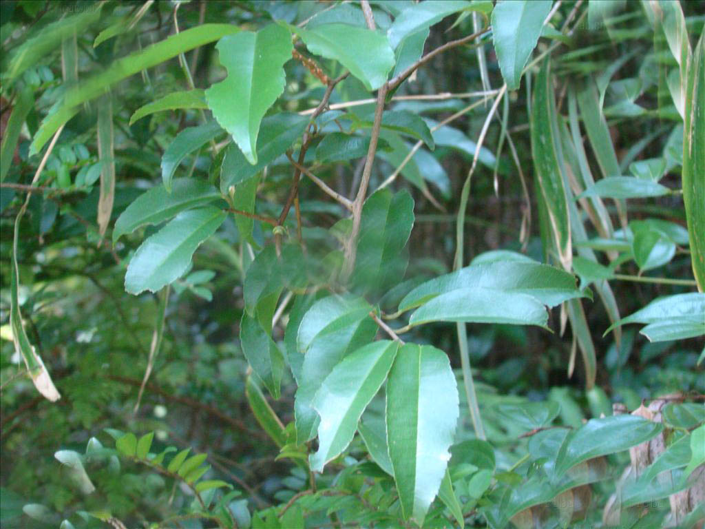  p>酸藤子( a href="#" data-lemmaid="8074290">学名 /a>:embelia