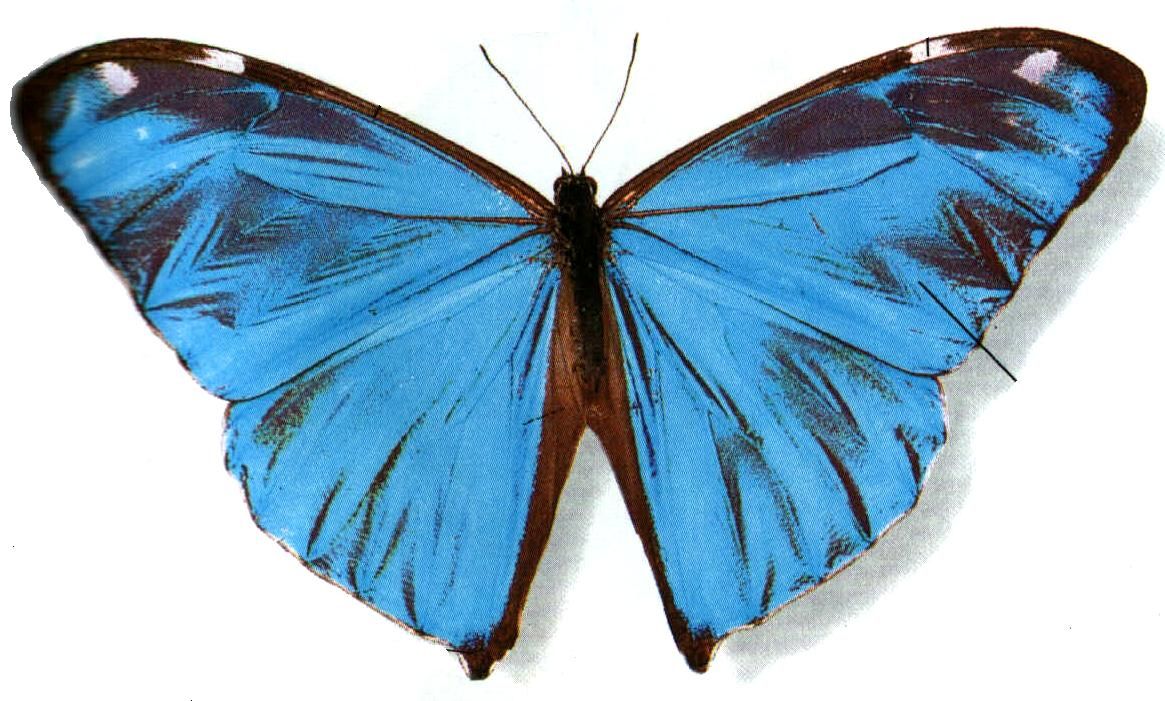 morpho aega