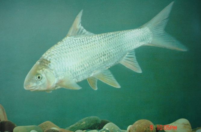 distoechodon  hupeinensis