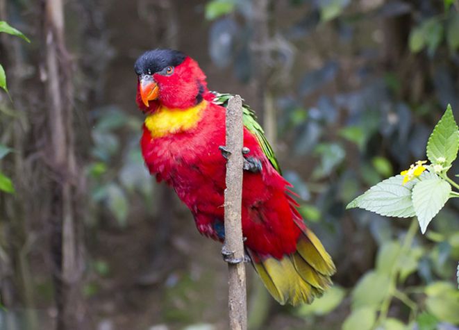  p>黄领吸蜜鹦鹉(学名: i>lorius chlorocercus /i>)羽色鲜艳,主要以