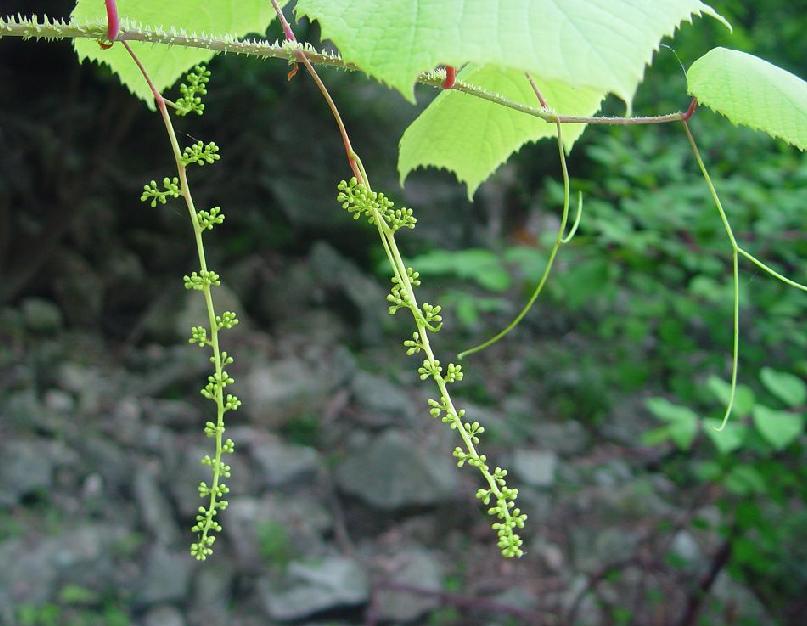  p>刺葡萄(学名: i>vitis davidii  /i>(roman. du caill.) foex.