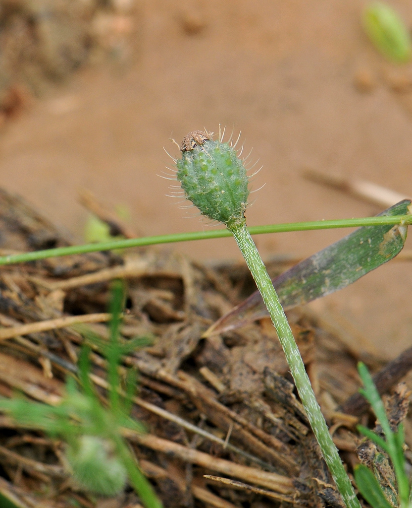 prickly round-headed poppy