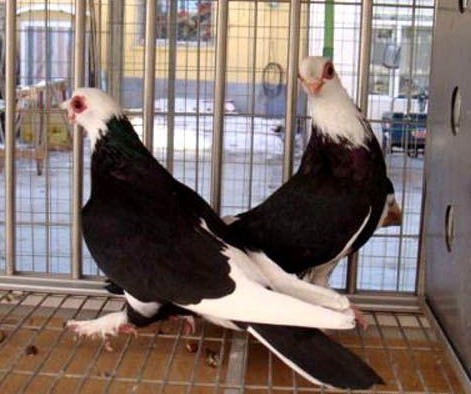  p>黑蝴蝶花鸽,也叫黑花玉翅,是中华传统观赏鸽品种. /p>