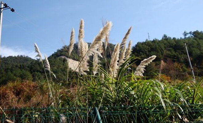 南荻_百度百科