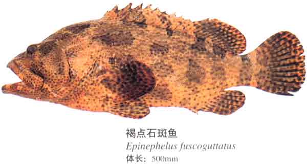  p>褐石斑鱼,epinephelus bruneus, a href="#">鮨科 /a> a href="#">
