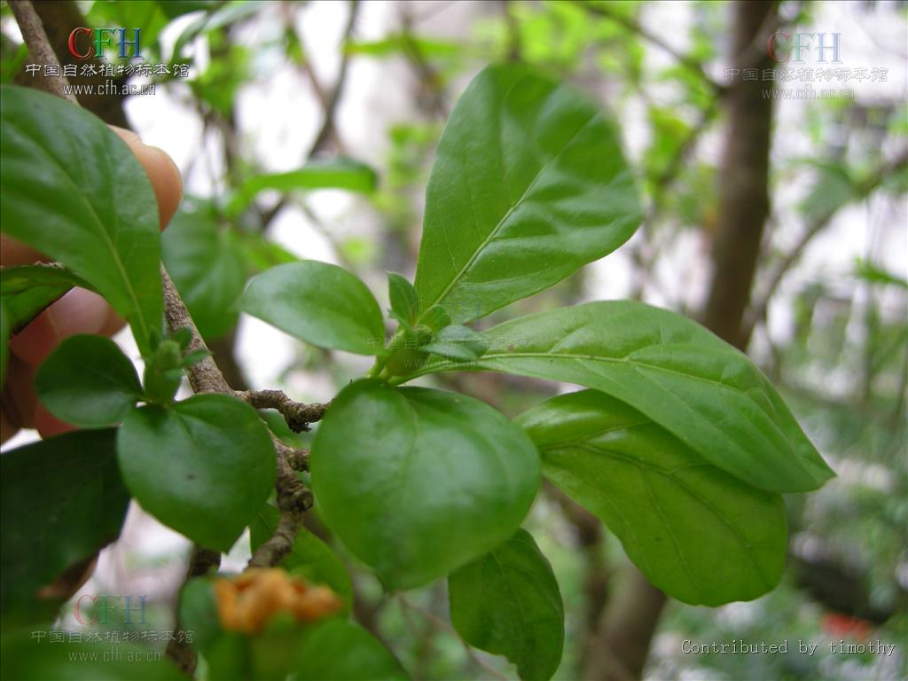  p>山石榴属 ,学名catunaregam wolf,约10种,分布于亚洲南部和东南部