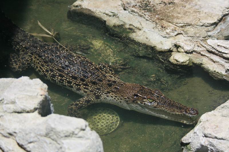  p>湾鳄(学名: i>crocodylus porosus /i>)是鳄科,鳄属的一种鳄鱼.