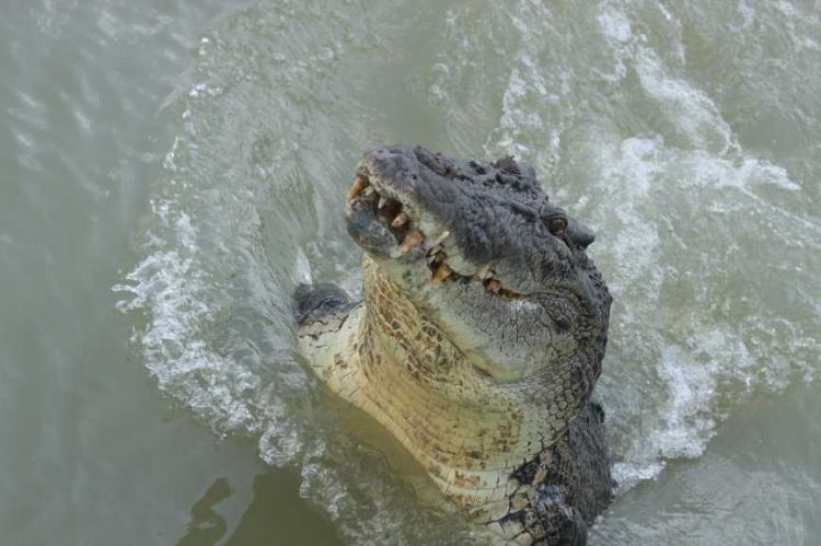  p>湾鳄(学名: i>crocodylus porosus /i>)是鳄科,鳄属的一种鳄鱼.