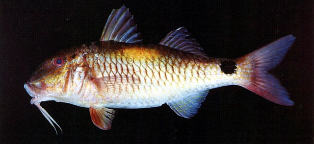 印度海鲱鲤,俗名秋姑,须哥,为 a target="_blank" href="/item/辐鳍鱼