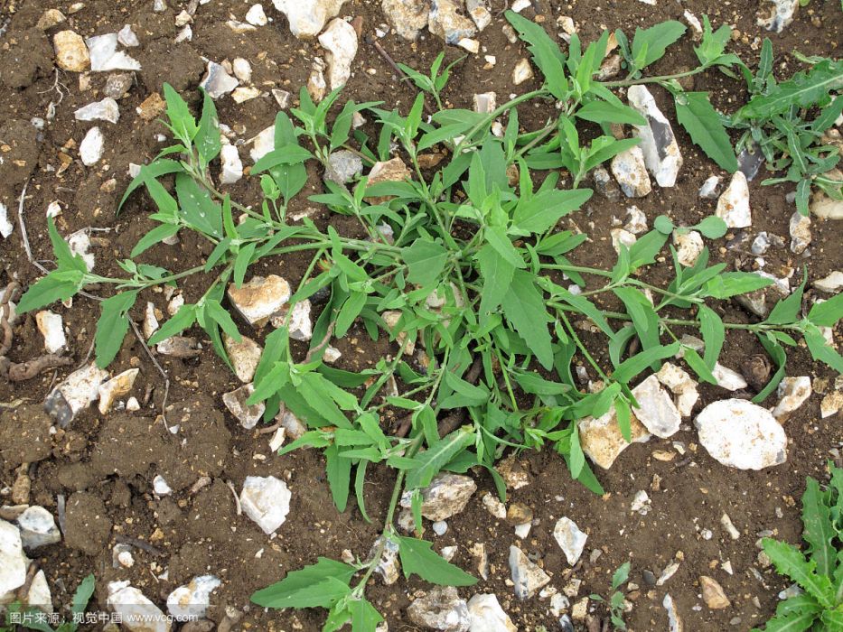 匍匐植物 百度百科