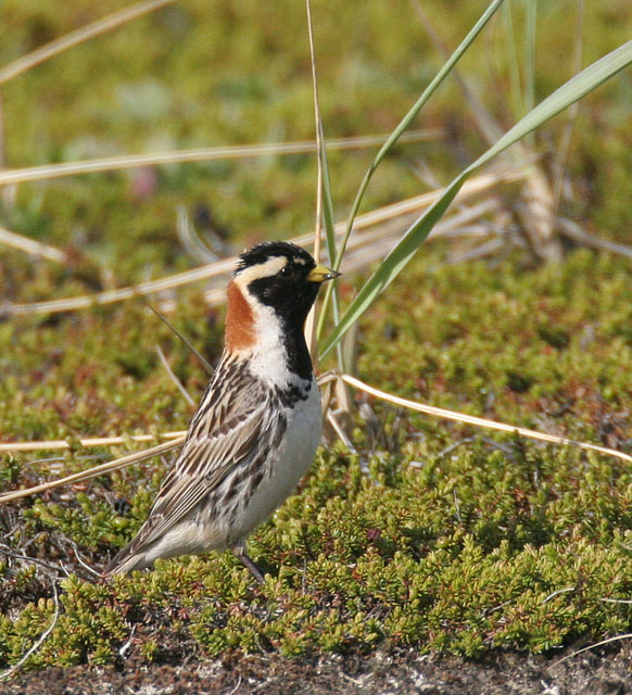  p>铁爪鹀(学名: i>calcarius lapponicus /i>)鹀科铁爪鹀属鸟类,共有