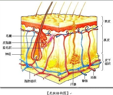  p>皮肤表皮细胞是皮肤细胞的一层.