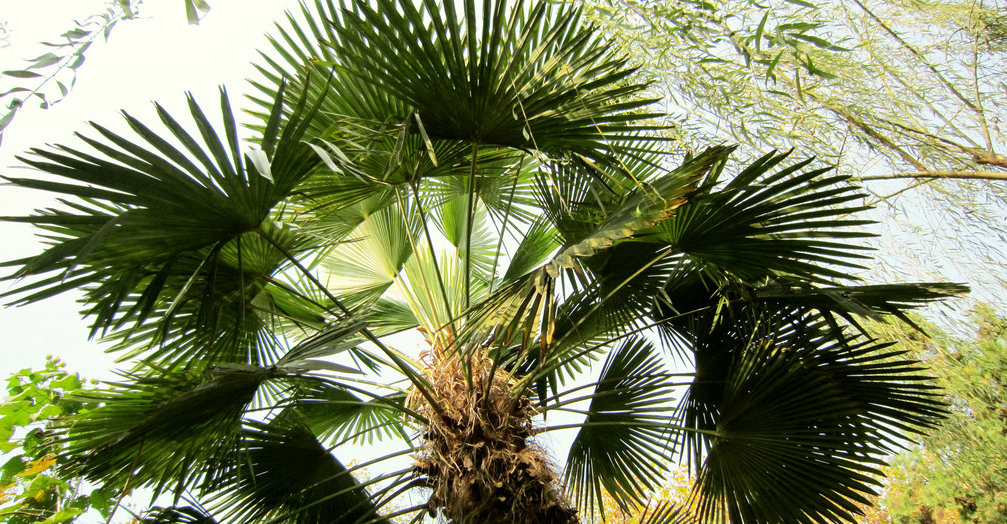  p>棕榈(学名: i>trachycarpus fortunei /i> (hook.) h. wendl.