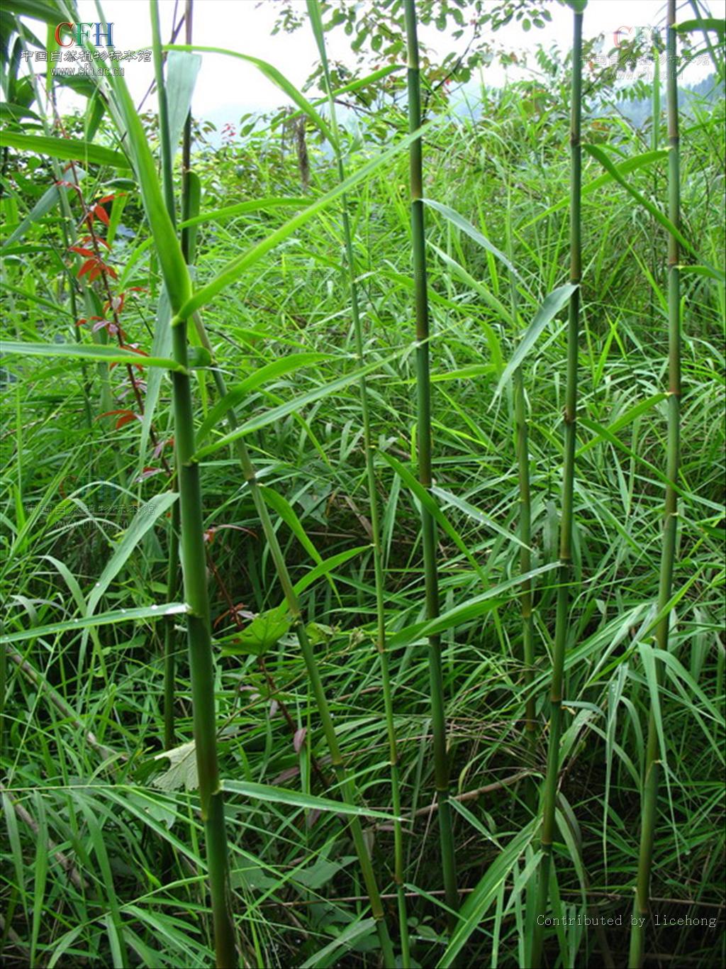  p>芦竹,拉丁文名:arundo donax .