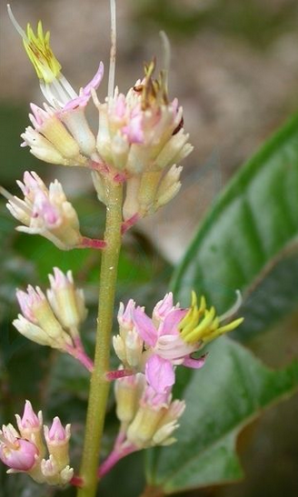  p>偏瓣花属( a href="#" data-lemmaid="8074290">学名 /a>:plagio