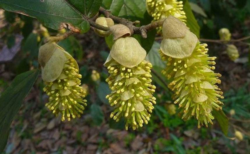  p> b>白背瑞木 /b>(学名: b> i>corylopsis multiflora /i> /b> b>