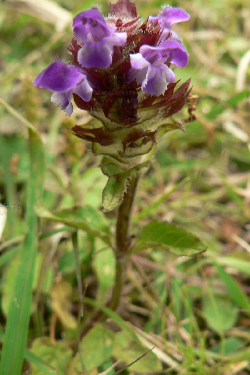  p>夏枯草(学名: i>prunella vulgaris  /i>l),别名:麦穗夏枯草,铁线