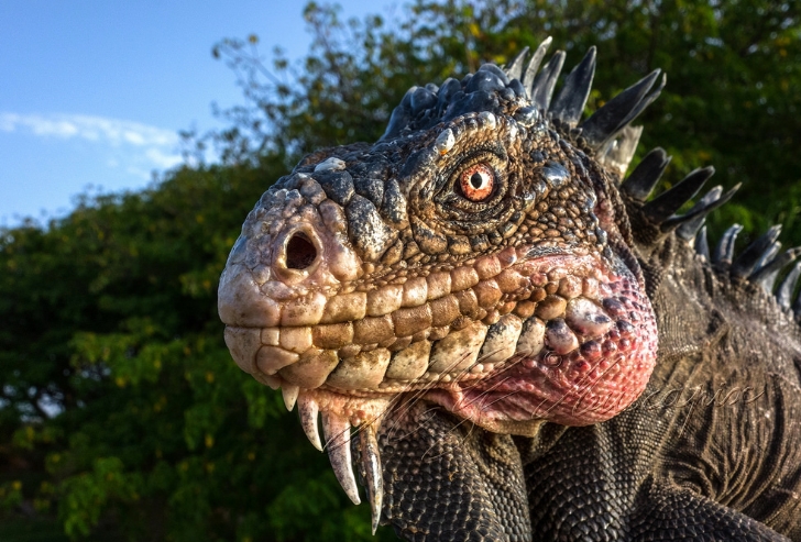 小安的列斯群岛鬣蜥