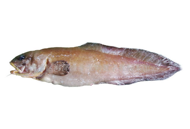 为 a href="#" data-lemmaid="10730333">鼬鳚科 /a>须鼬鳚属的一种