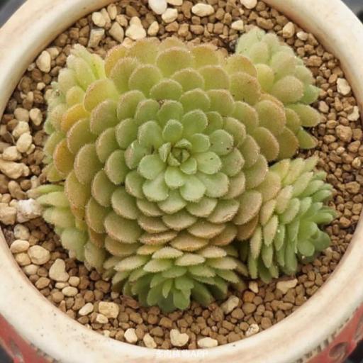  p>小野玫瑰景天科瓦莲属多肉植物. /p>