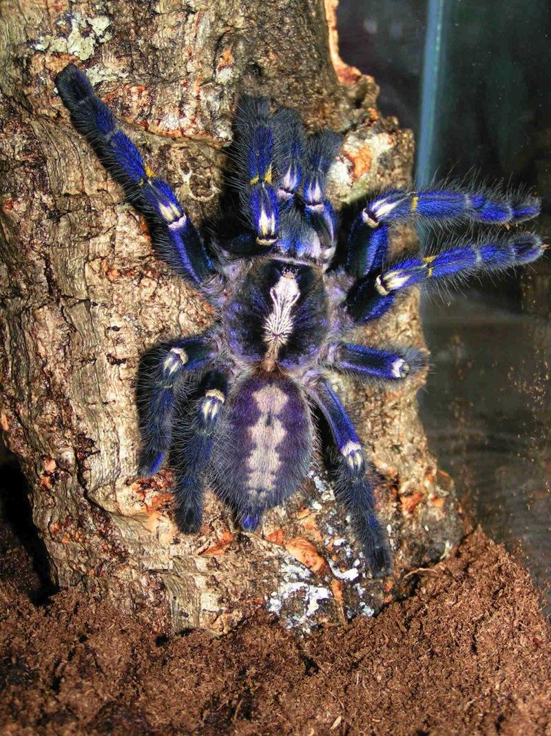  p>蓝宝石华丽雨林(学名:poecilotheria metallica)是一种生活在在