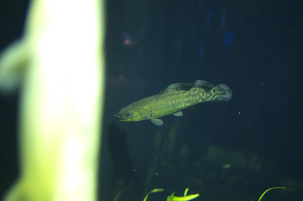  p>弓鳍鱼目 amiiformes a href="#" data-lemmaid="6734187">分类