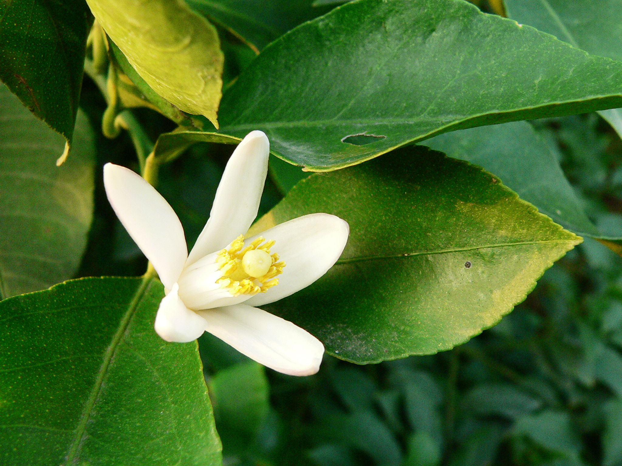 夏天会开哪些花(夏天会开哪些花图片)