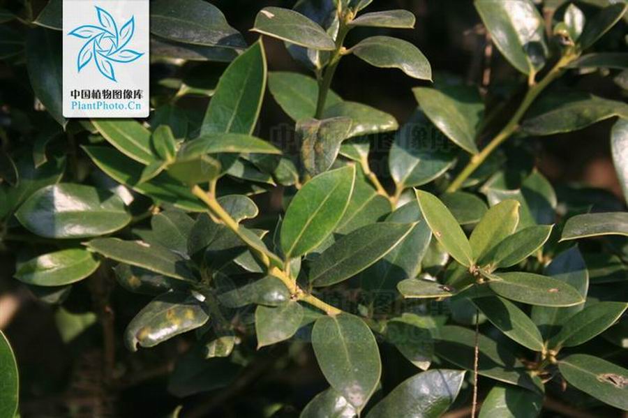 光叶细刺枸骨