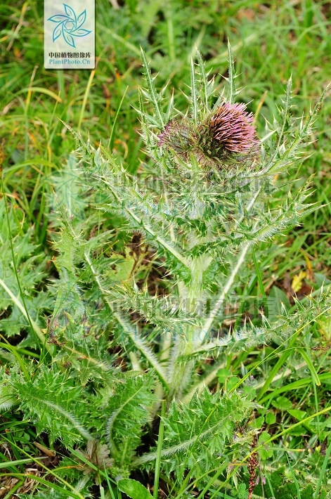 diels)是菊科蓟属植物,多年生,高30-50厘米,少有高达1米的.