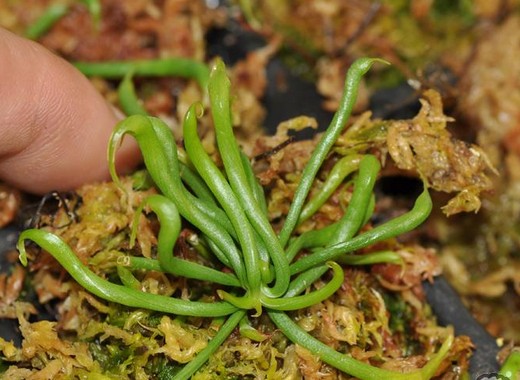  p>眼镜蛇草(学名: i>darlingtonia /i>  i>californica /i> torr.