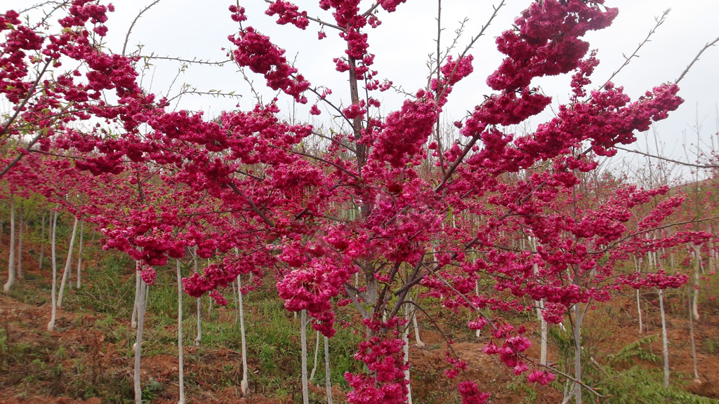 >牡丹樱花又名 a target="_blank" href="/item/台湾牡丹樱/17601309"