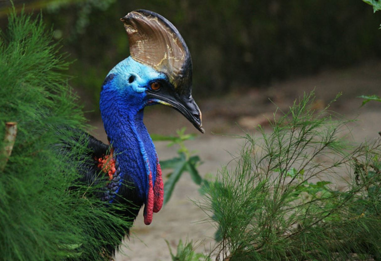  p>双垂鹤鸵(学名: i>casuarius casuarius /i>):是鸟纲,鹤鸵科的 a
