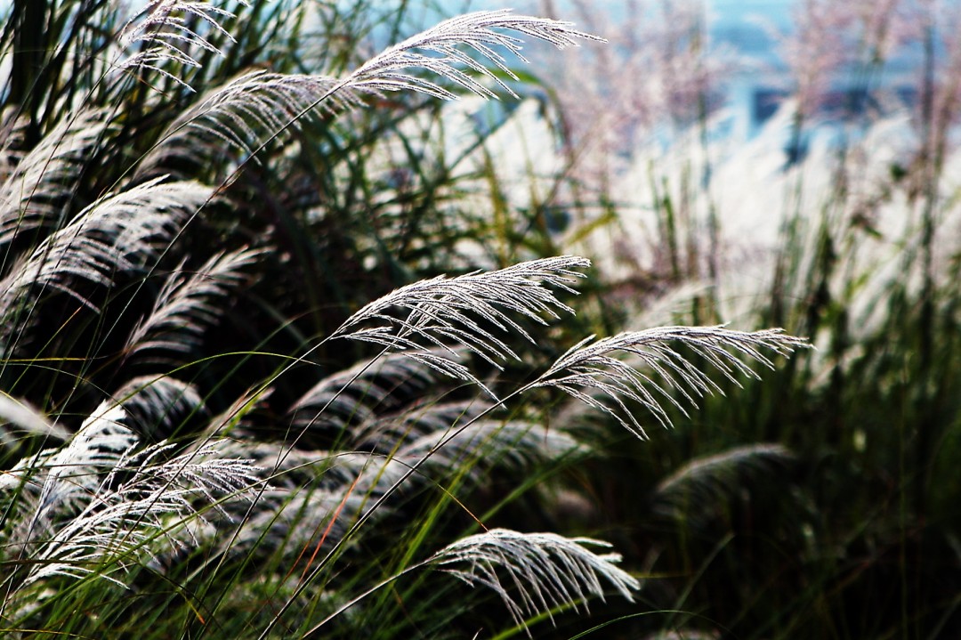  p> b> a href="#" data-lemmaid="10320818">芒草 /a> /b>(学名