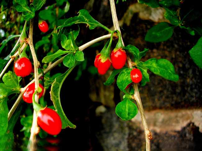  p>地骨皮,别名枸杞皮,为 a target="_blank" href="/item/茄科