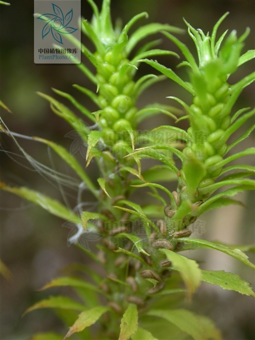  p>蛇足石杉(学名: i>huperzia serrata /i>(thunb. ex murray) trev.