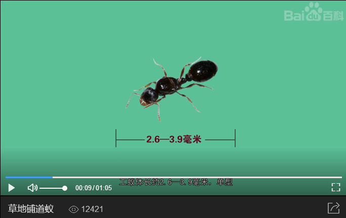 草地铺道蚁