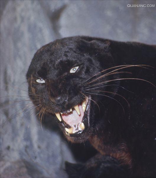  p>美洲豹,学名: i>panthera onca  /i>(linnaeus, 1758),又叫 a