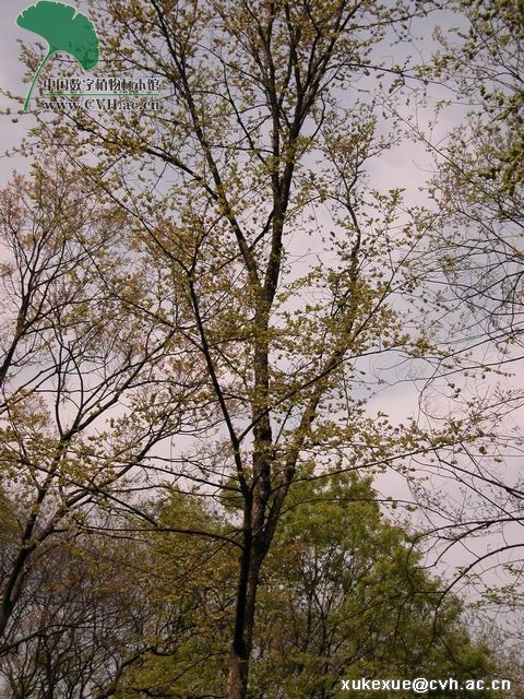 ulmus chenmoui cheng