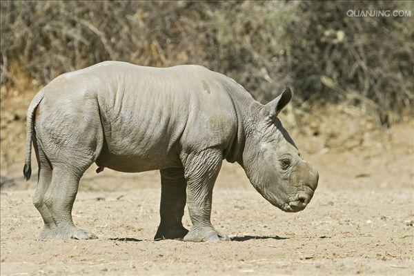  p>白犀(学名: i>ceratotherium simum /i>): a target="_blank" href