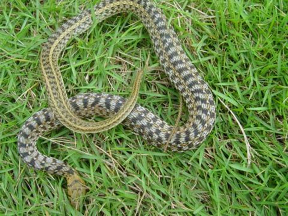  p>草腹链蛇(学名:amphiesma stolata)为 a href="#">蛇亚目 /a> a