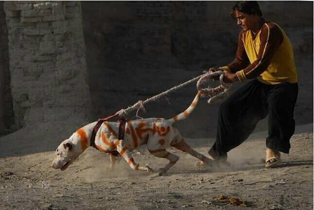 多处于印度次大陆的西北方,最具代表性的古梗犬处于极深的巴基斯坦