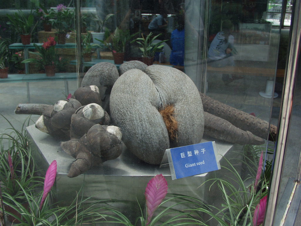 假种皮 全网资源