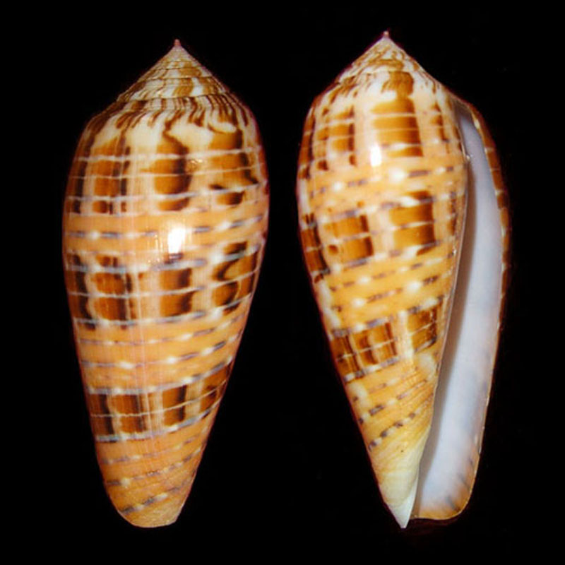  p>帝王酒桶宝螺 a href="#"> /a>, a href="#" data-lemmaid="563285