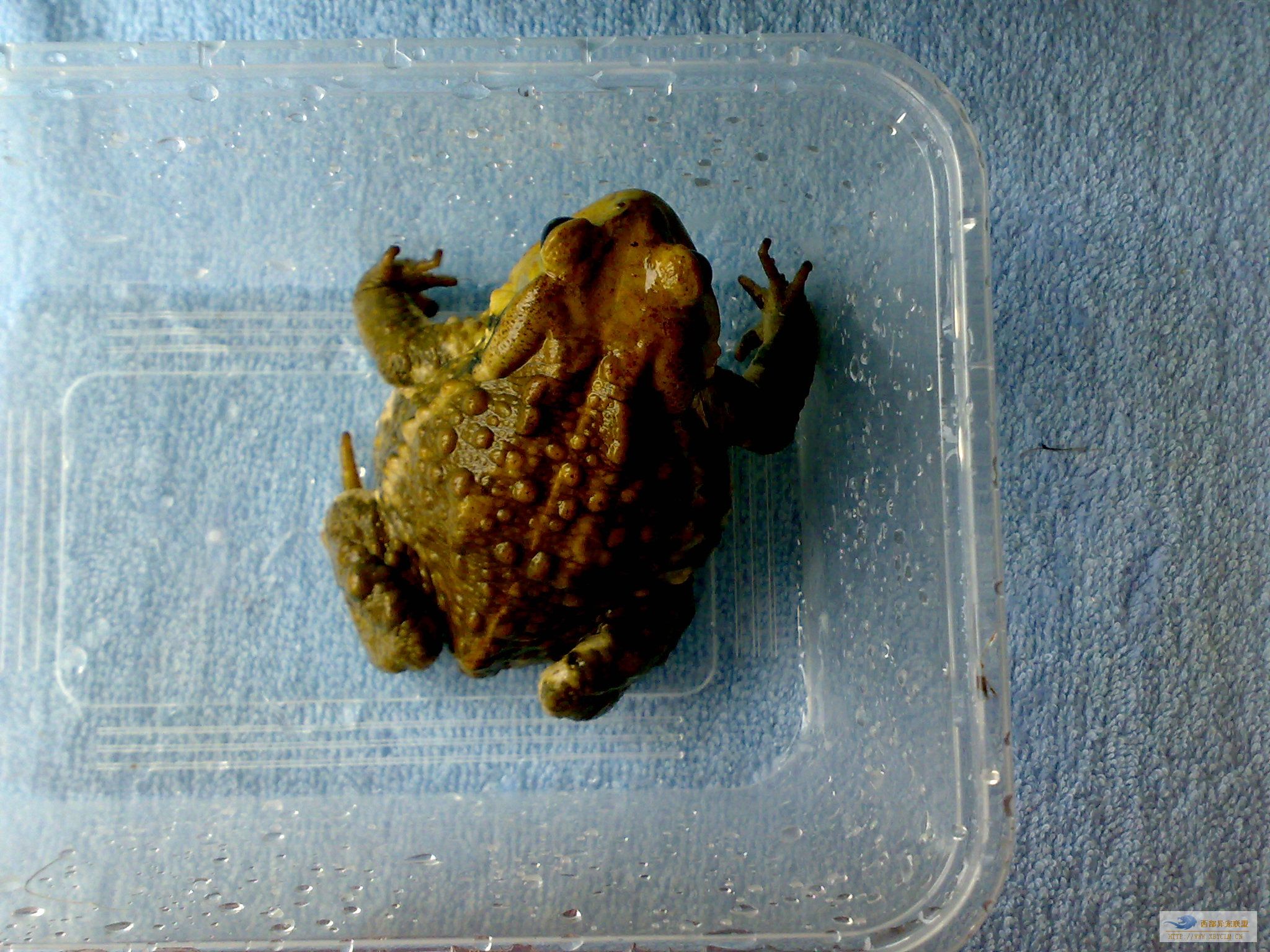  p>蟾蜍,也叫 a target="_blank" href="/item/蛤蟆">蛤蟆 /a>há ma