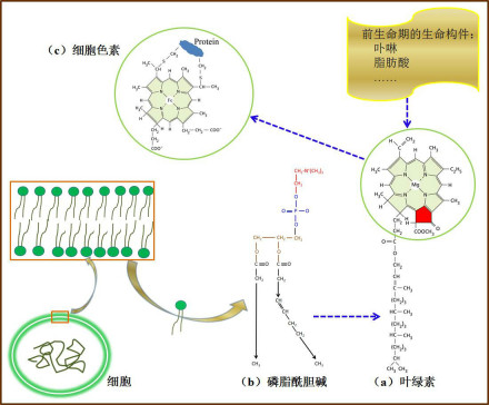 图1 叶绿素与细胞色素的血红素辅基之结构比较