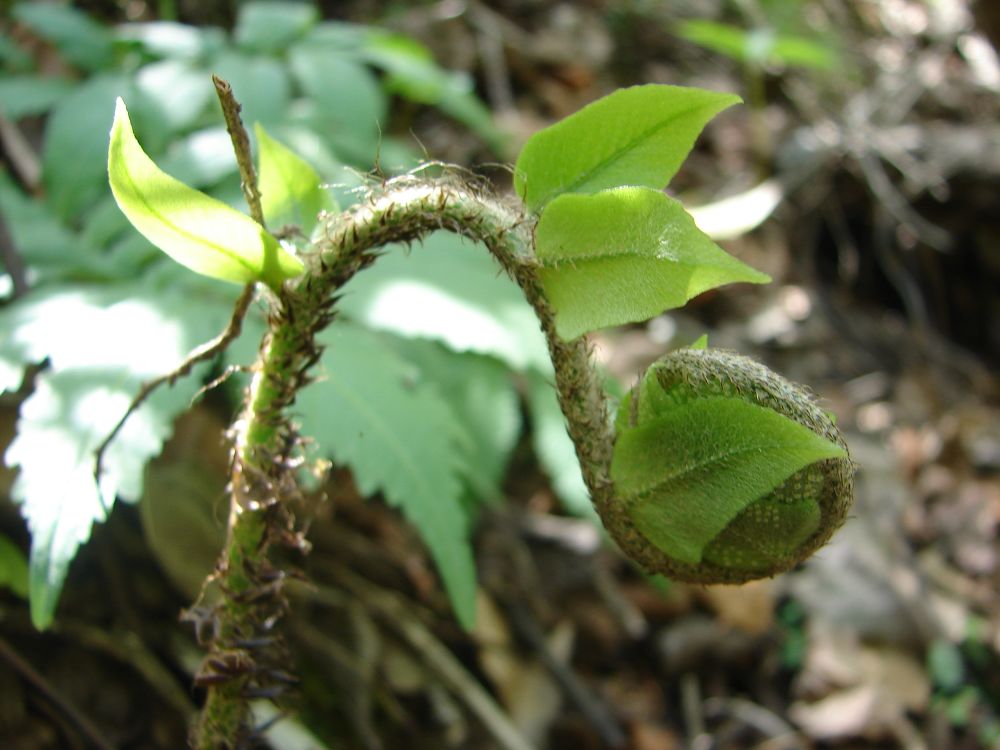  p>贯众属(学名:cyrtomium presl)是鳞毛蕨科下一个属,贯众属约50种